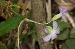 Violet woodsorrel